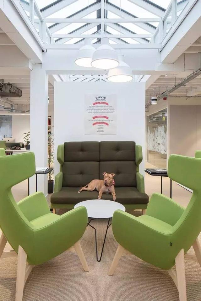 150億市場潛力，辦公室裝修也要開始考慮狗狗的感受了