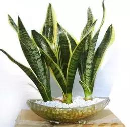 什么樣的植物能有效去除辦公室甲醛等有害物質(zhì)呢？